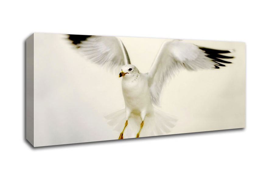 Picture of Flying Seagull Panoramic Canvas Wall Art