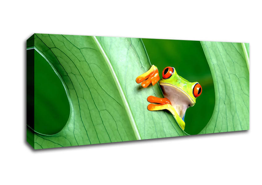 Picture of Frog Panoramic Canvas Wall Art