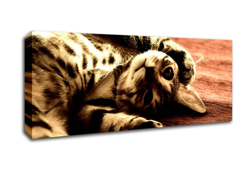 Picture of Funny Cat Panoramic Canvas Wall Art