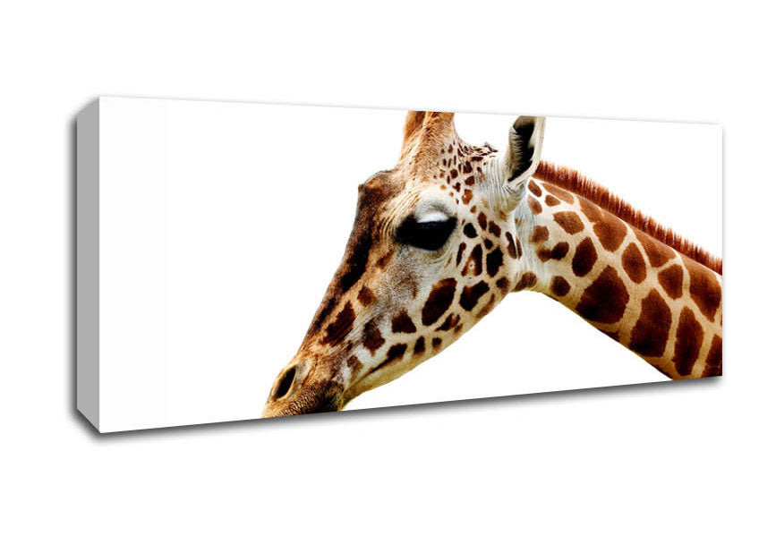 Picture of Giraffe Face Panoramic Canvas Wall Art