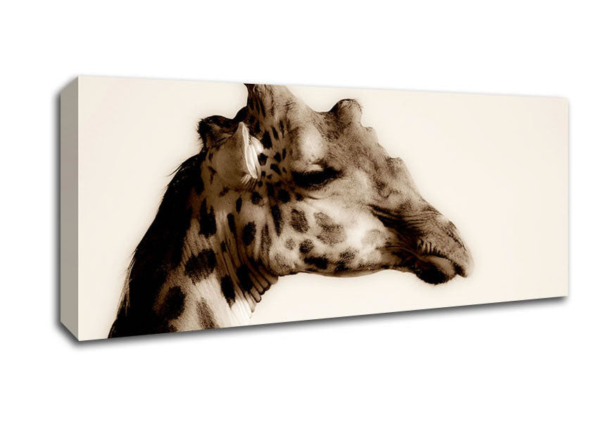 Picture of Giraffe Head Stare Panoramic Canvas Wall Art