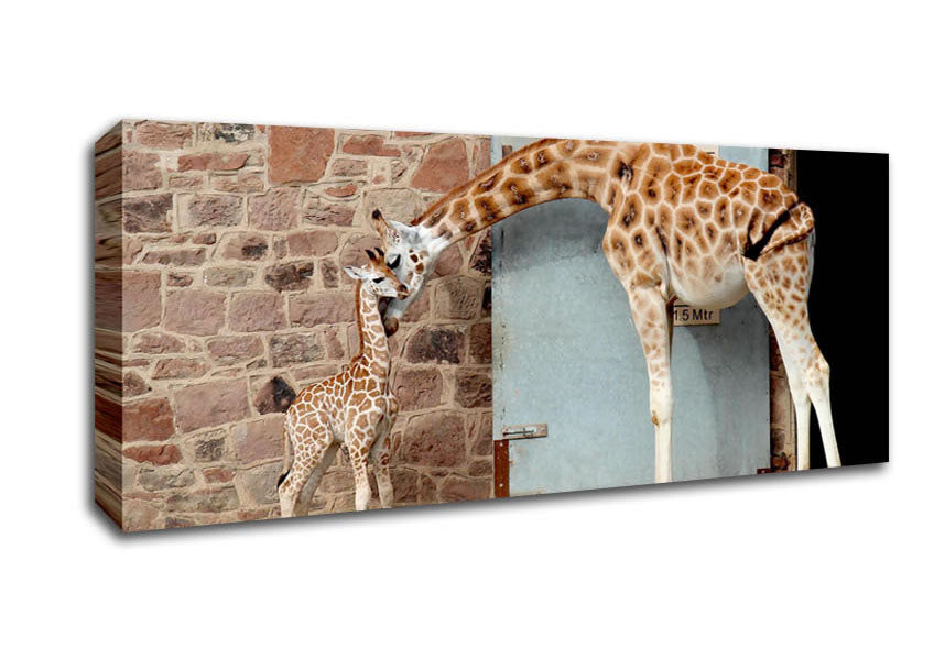 Picture of Giraffe Motherly Love Panoramic Canvas Wall Art