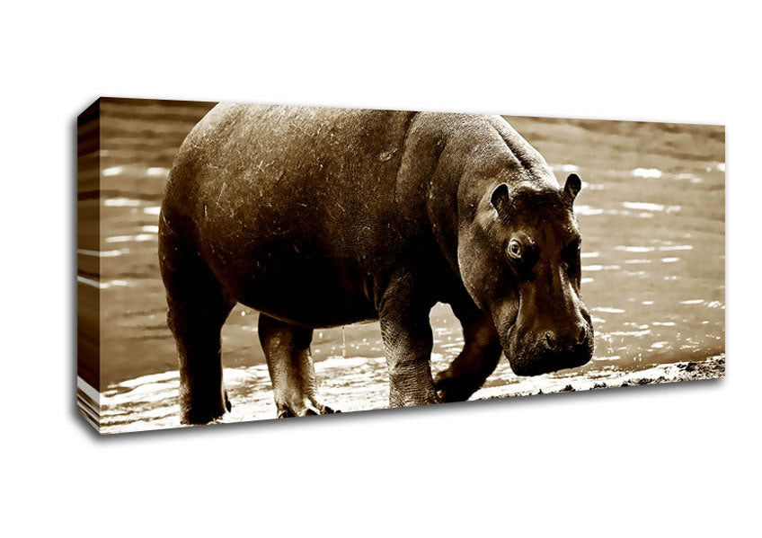 Picture of Hippopotamus Bath Panoramic Canvas Wall Art