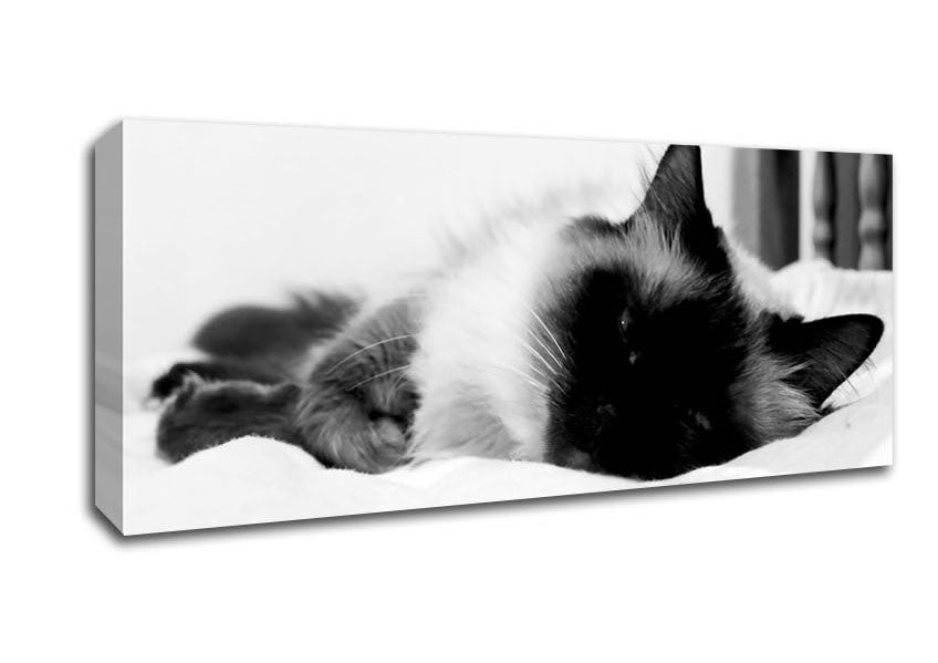 Picture of Its A Cats Life B n W Panoramic Canvas Wall Art