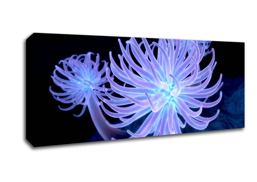 Picture of Jellyfish Looks Panoramic Canvas Wall Art