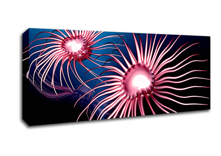 Picture of Jellyfish Swirl Panoramic Canvas Wall Art