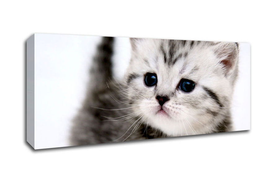 Picture of Kitty Cat Panoramic Canvas Wall Art