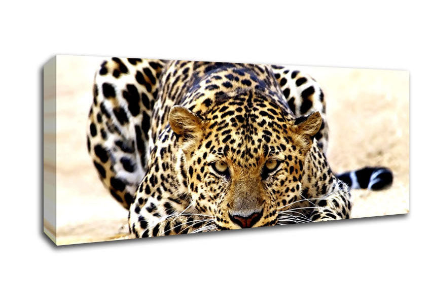 Picture of Leopard Staring Panoramic Canvas Wall Art