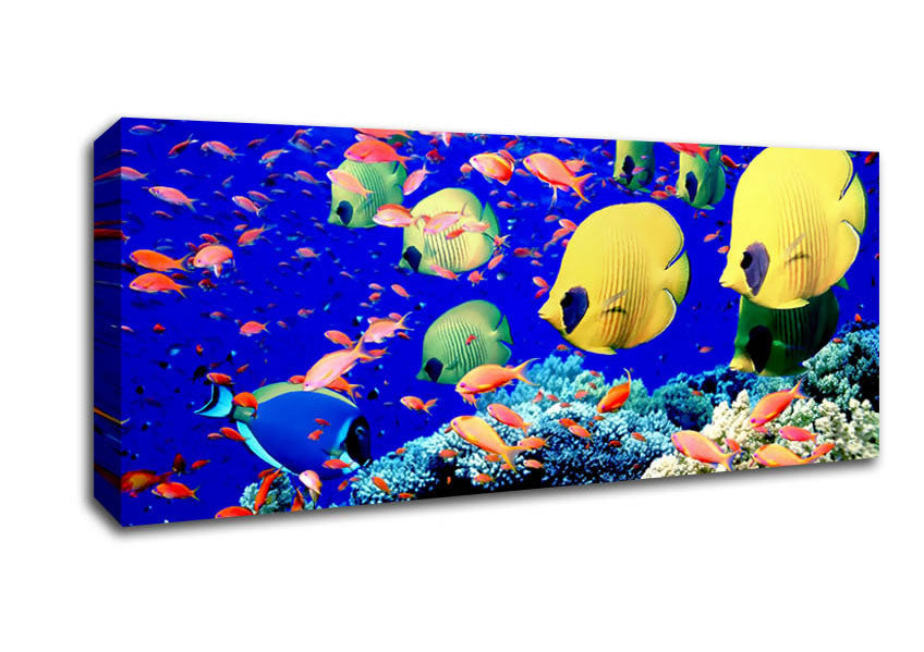 Picture of Life Below The Red Sea Egypt Panoramic Canvas Wall Art