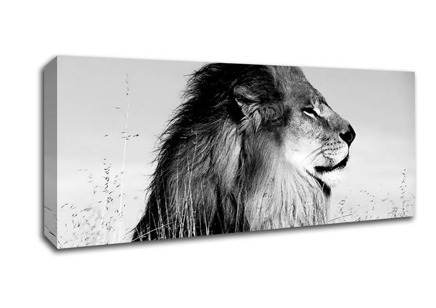 Picture of Lion On Watch Black n White Panoramic Canvas Wall Art