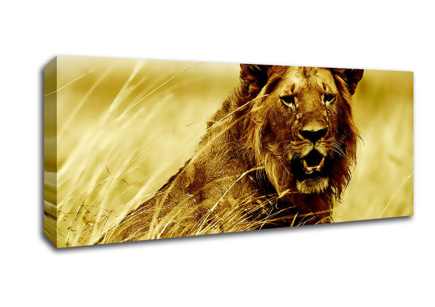 Picture of Lion Watching Out For Dinner Panoramic Canvas Wall Art