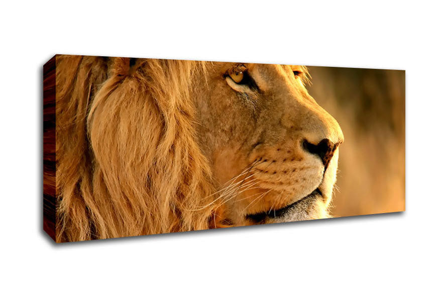 Picture of Lion Panoramic Canvas Wall Art