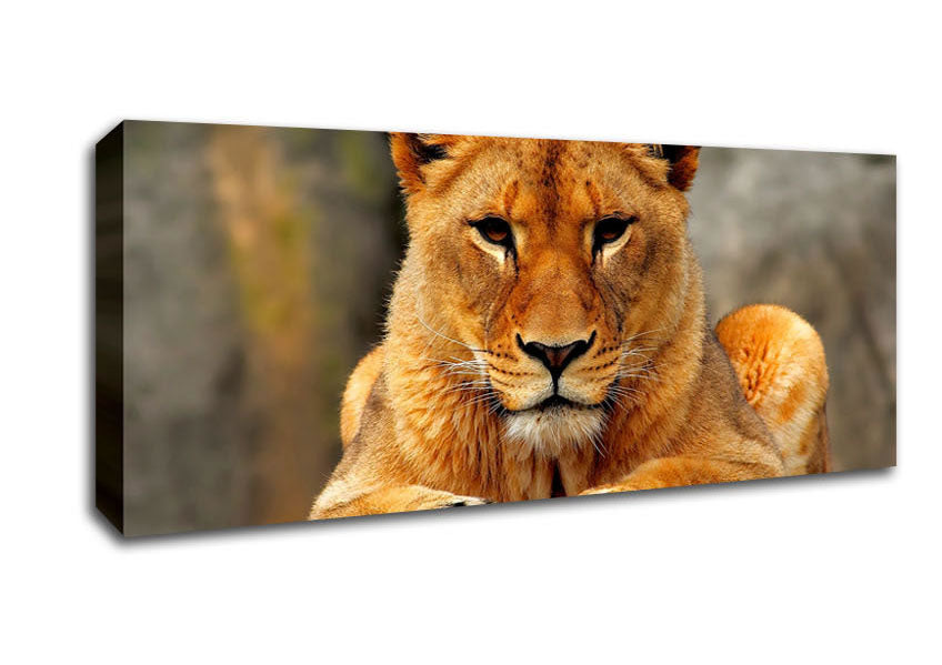 Picture of Lioness Watch Panoramic Canvas Wall Art