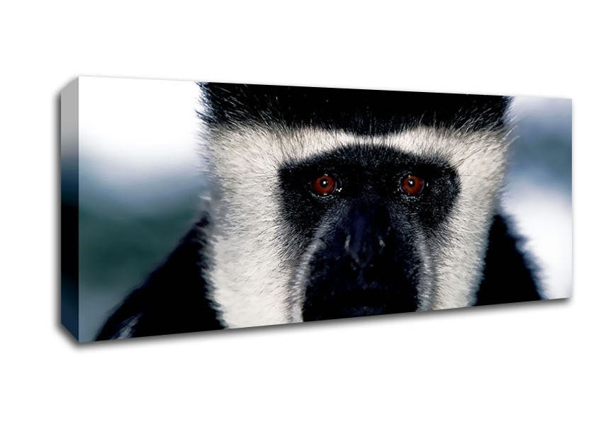 Picture of Monkey Face Panoramic Canvas Wall Art