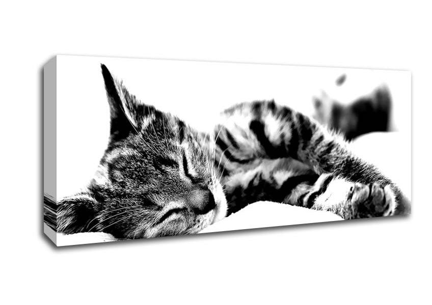 Picture of Nap Time Cat Panoramic Canvas Wall Art