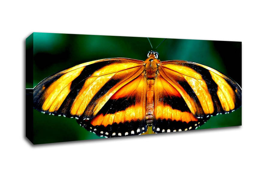 Picture of Orange And Black Butterfly Panoramic Canvas Wall Art