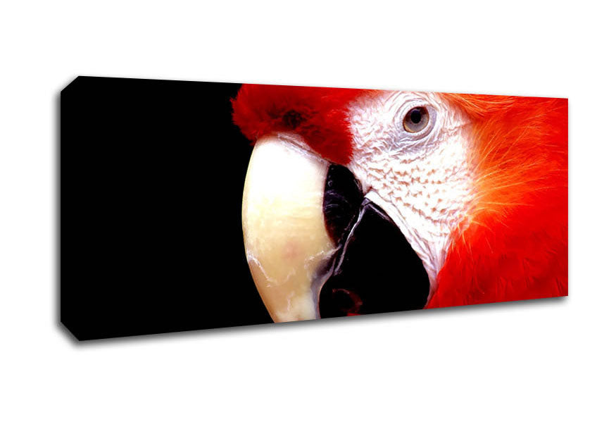 Picture of Parrot High Resolution Panoramic Canvas Wall Art