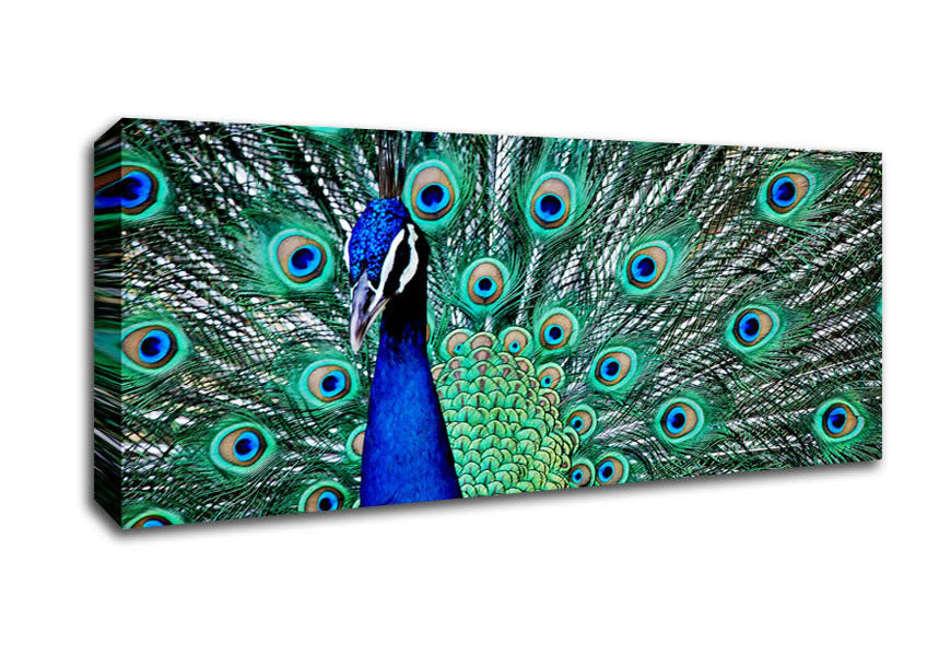 Picture of Peacock Glory Panoramic Canvas Wall Art