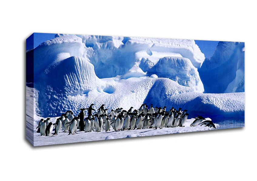 Picture of Penguins First Dive Panoramic Canvas Wall Art