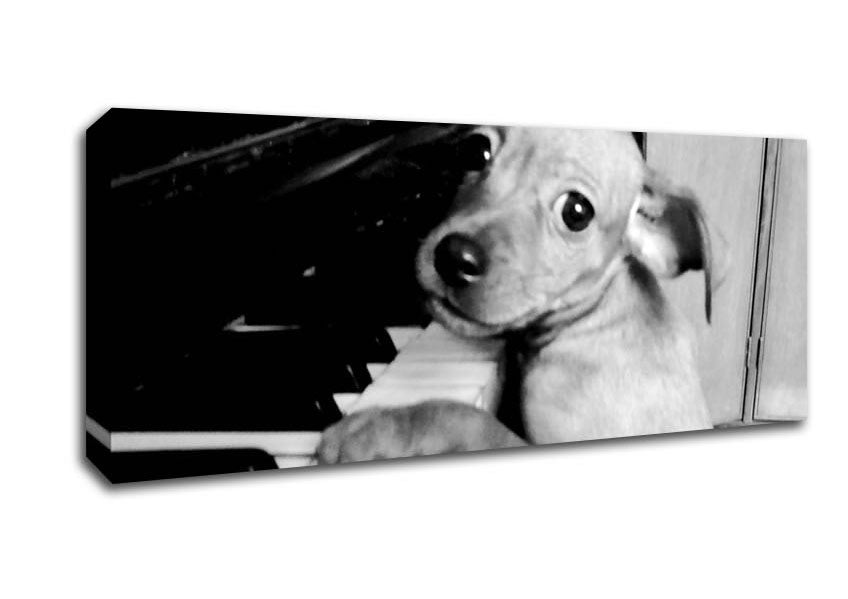 Picture of Piano Pup Panoramic Canvas Wall Art