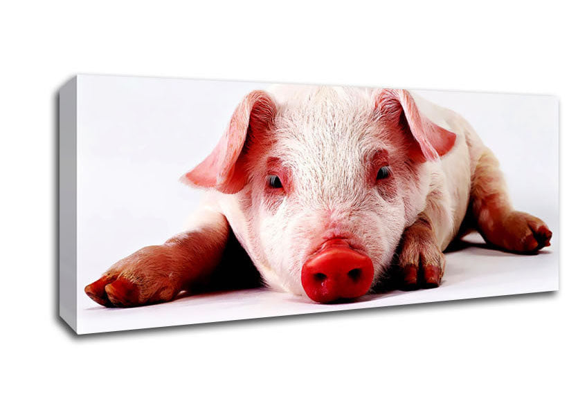 Picture of Pig Portrait Panoramic Canvas Wall Art