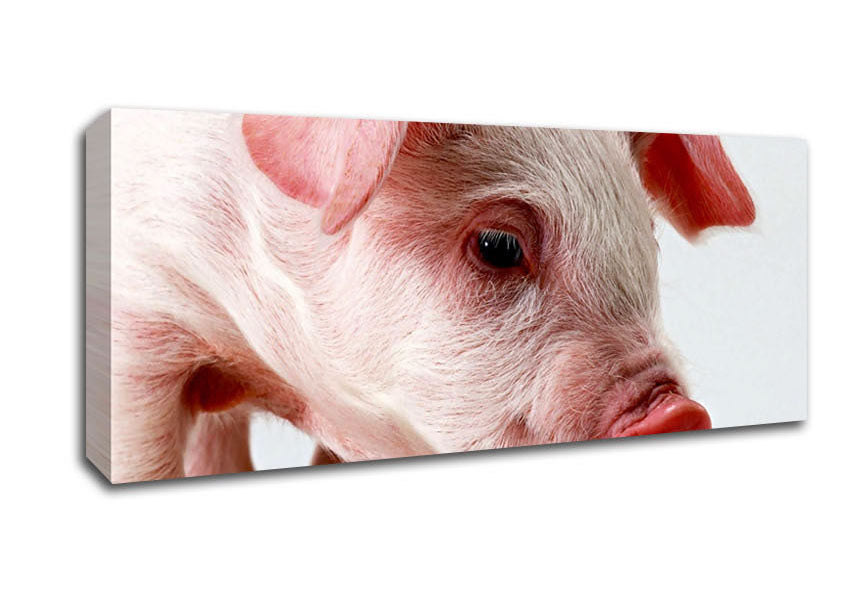 Picture of Pink Pig Panoramic Canvas Wall Art