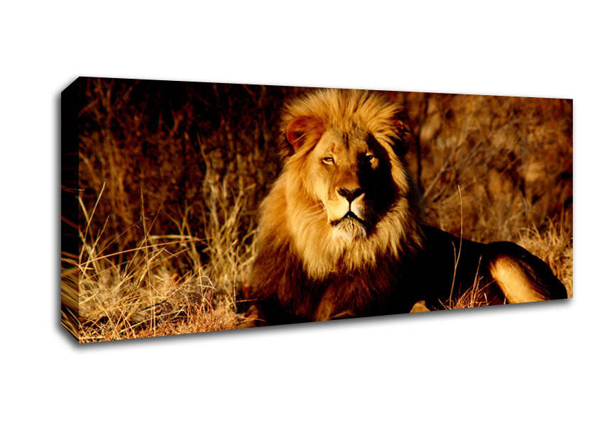 Picture of Proud African Lion Panoramic Canvas Wall Art