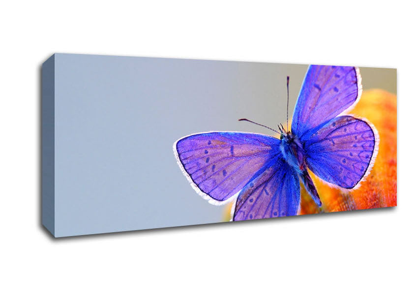 Picture of Purple Butterfly Panoramic Canvas Wall Art