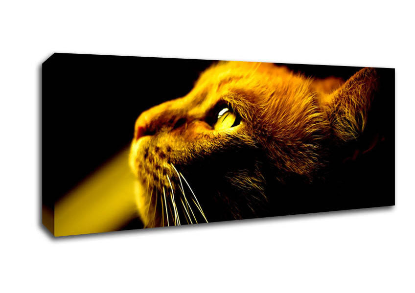 Picture of Red Cat Profile Panoramic Canvas Wall Art