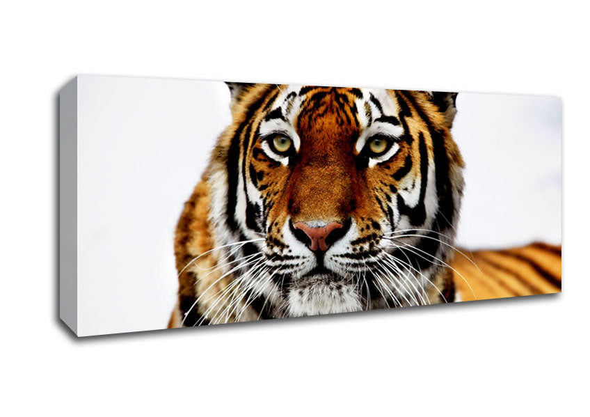 Picture of Siberian Tiger Panoramic Canvas Wall Art