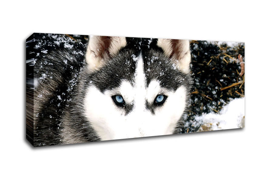 Picture of Siberian Husky Wolf Panoramic Canvas Wall Art