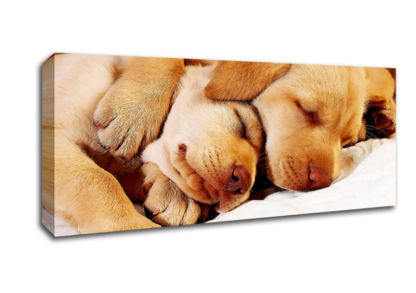 Picture of Sleeping Puppies Panoramic Canvas Wall Art