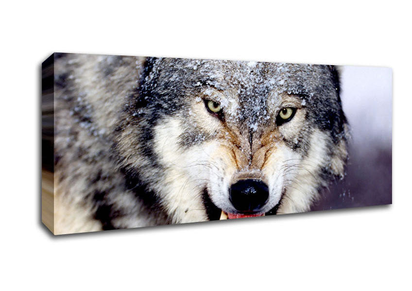 Picture of Snarling Gray Wolf Panoramic Canvas Wall Art