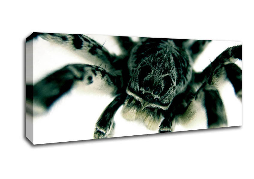 Picture of Spider Stare Panoramic Canvas Wall Art