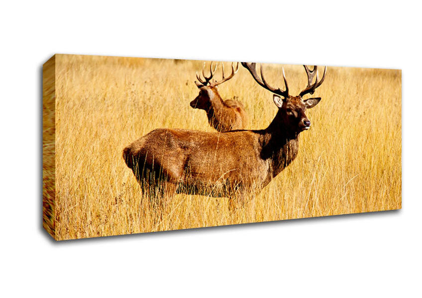 Picture of Stag Duo Panoramic Canvas Wall Art