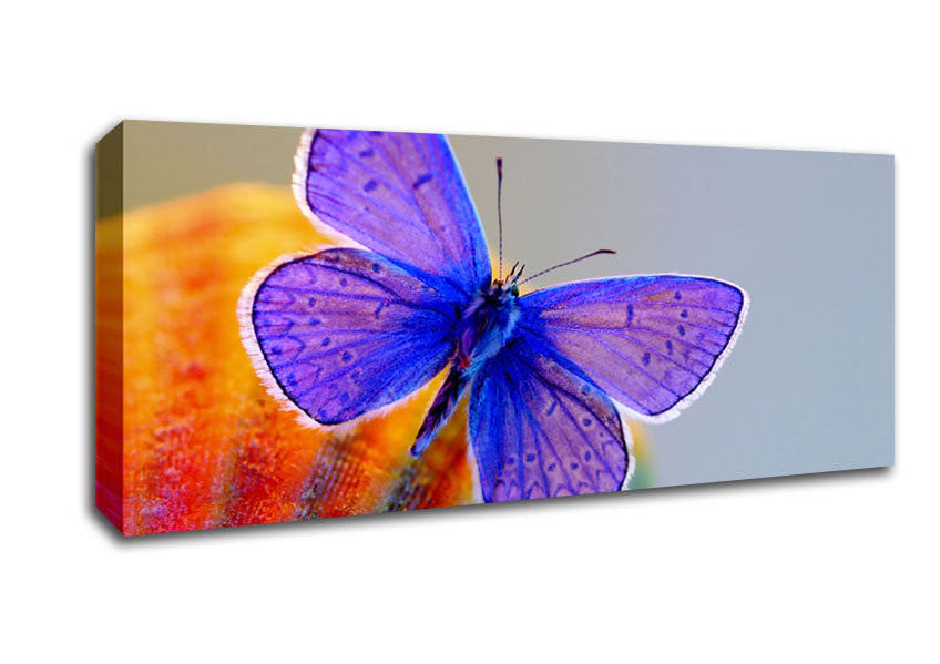 Picture of Stunning Butterfly Panoramic Canvas Wall Art