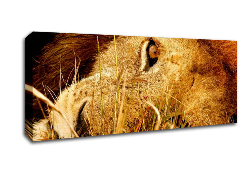 Picture of The Eye Of Lion Panoramic Canvas Wall Art