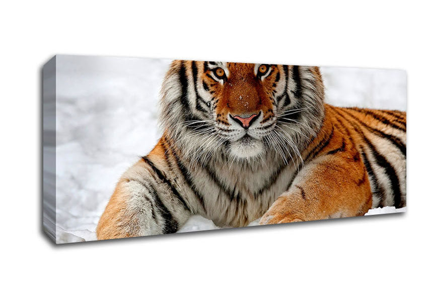 Picture of Tiger In Snow Panoramic Canvas Wall Art