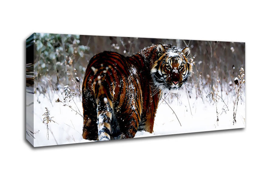 Picture of Tiger In The Snow Panoramic Canvas Wall Art