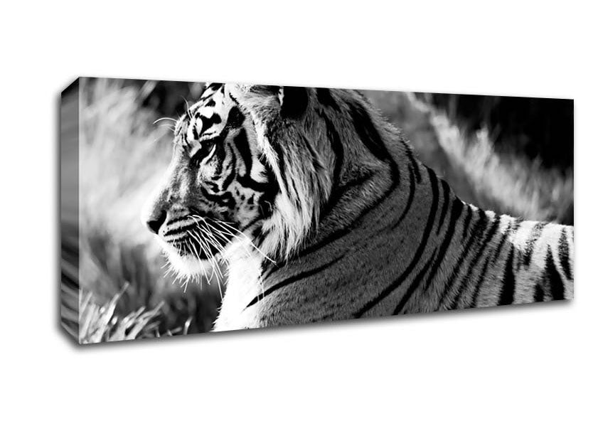 Picture of Tiger Resting Panoramic Canvas Wall Art