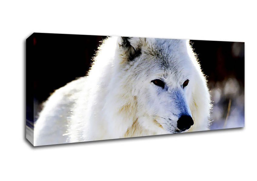 Picture of White Arctic Wolf Panoramic Canvas Wall Art