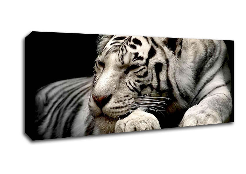 Picture of White Tiger Rest Panoramic Canvas Wall Art