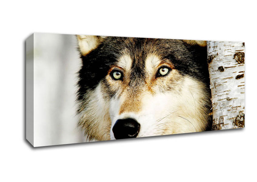 Picture of Wolf Glare Panoramic Canvas Wall Art