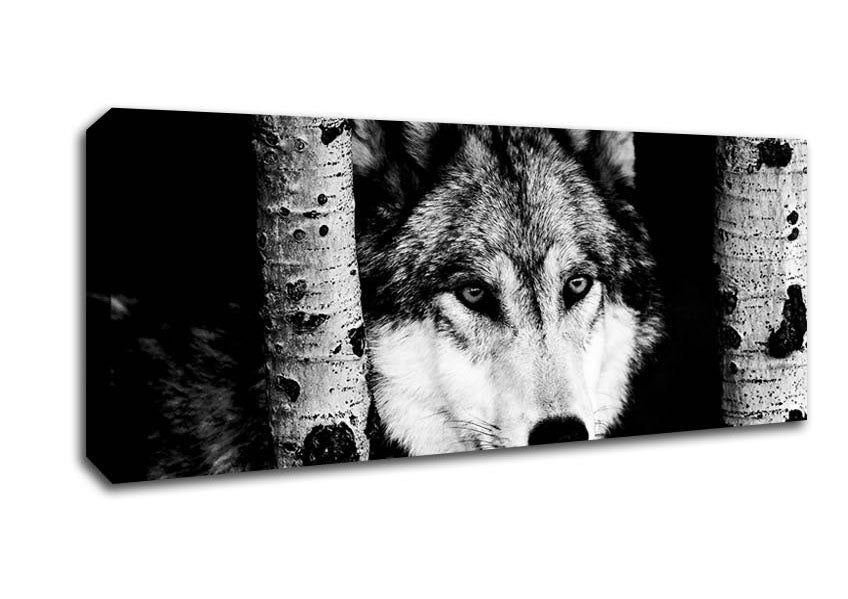 Picture of Wolf Stare Panoramic Canvas Wall Art