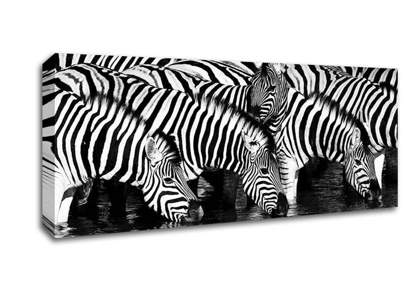 Picture of Zebra Drinking Panoramic Canvas Wall Art