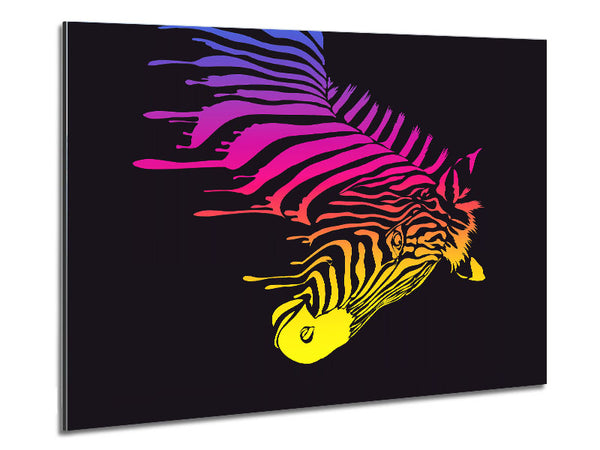 Zebra Rainbow