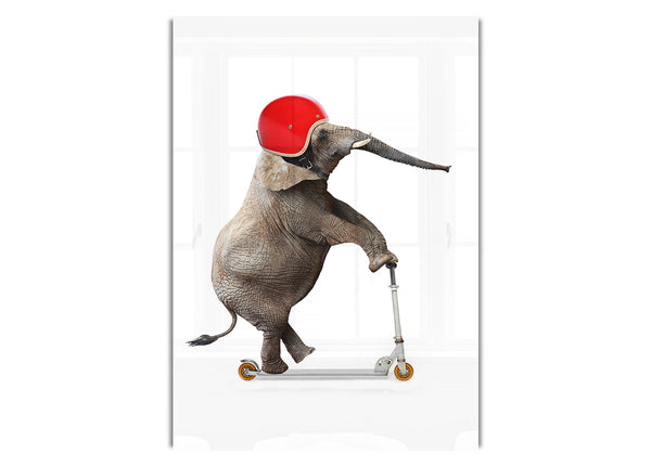 Elephant Scooter