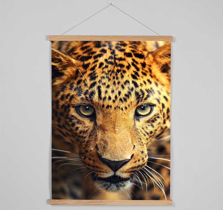 Leopard Stare Hanging Poster - Wallart-Direct UK