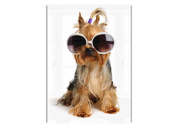 Yorkshire Terrier Hunde Glamour