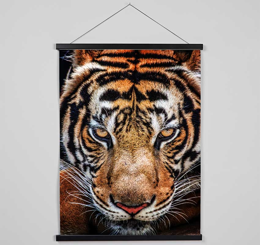 Beautiful Tiger Face Hanging Poster - Wallart-Direct UK